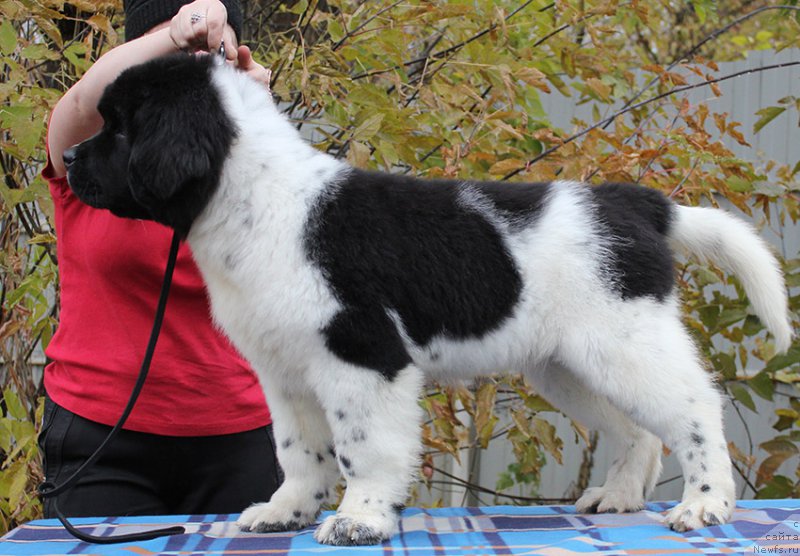 Фото: ньюфаундленд Маг Исполин Онега