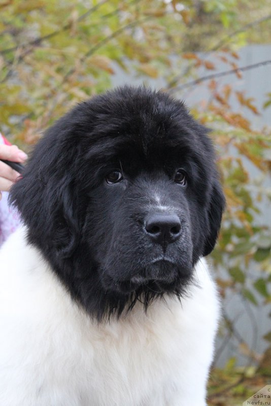 Фотография № 165922