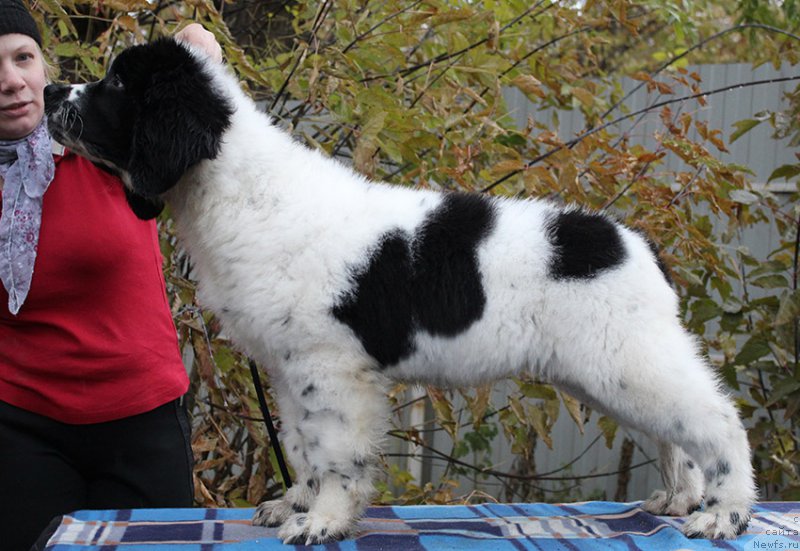 Фото: ньюфаундленд Маг Исполин Ольха