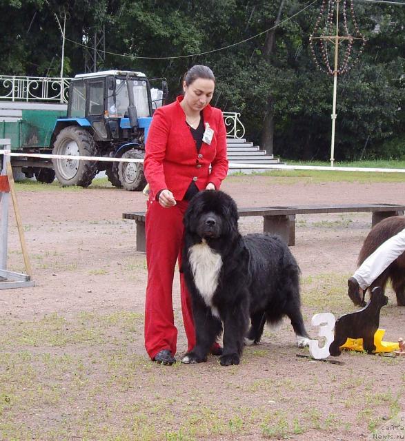 Фото: ньюфаундленд Bartez Beliy