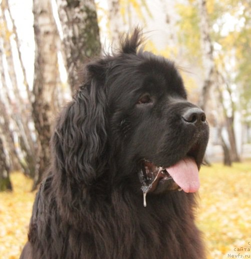 Фото: ньюфаундленд Ньюфорт Фактория Успеха