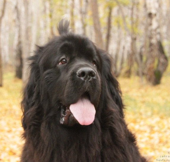 Фото: ньюфаундленд Ньюфорт Фактория Успеха