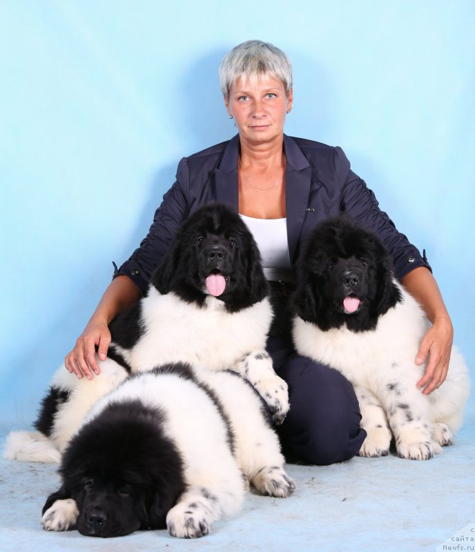 Фото: Нина Базулина, ньюфаундленд Сказочная Кроха Шабли, ньюфаундленд Сказочная Кроха Шагане, ньюфаундленд Сказочная Кроха Шарман