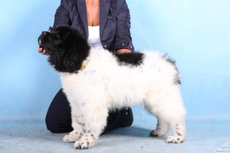 Фото: ньюфаундленд Сказочная Кроха Шарман