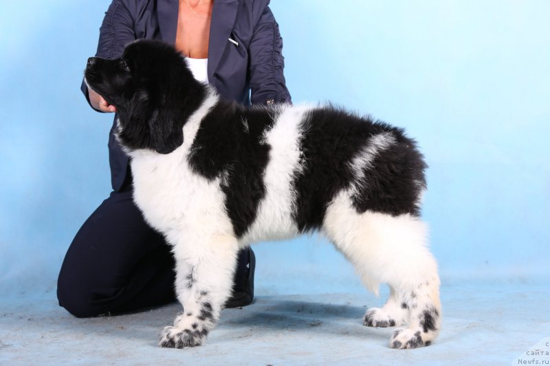 Фото: ньюфаундленд Сказочная Кроха Шабли