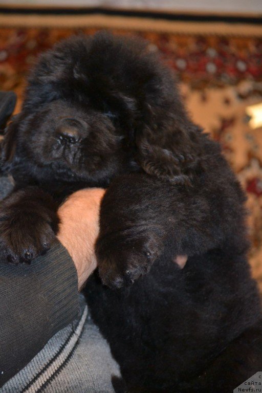 Фото: ньюфаундленд Назар Вятский Медведь (Nazar Vyatskiy Medved)