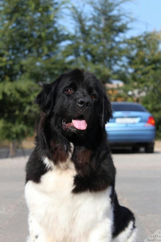 Фото: ньюфаундленд Кипер Соул Нью Стар (Keeper Soul New Star)