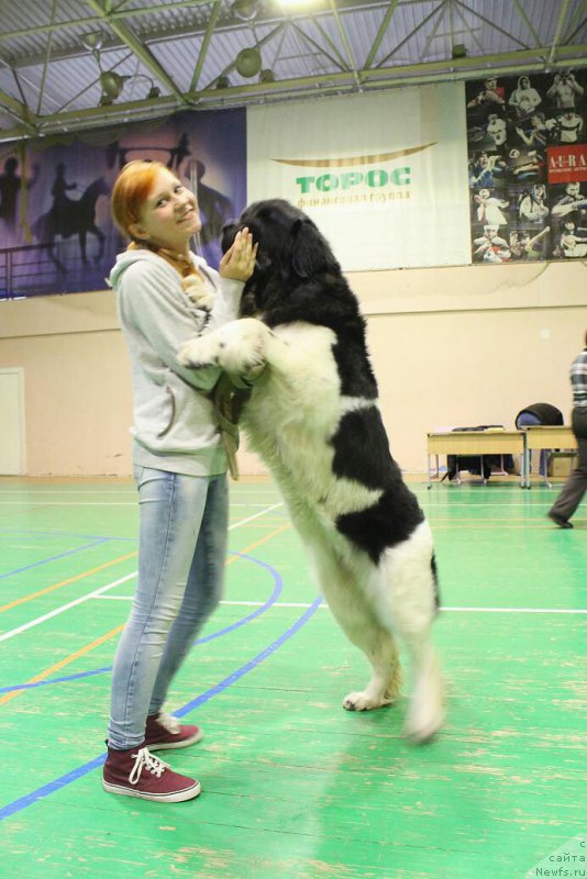 Фото: ньюфаундленд Кипер Соул Нью Стар (Keeper Soul New Star)