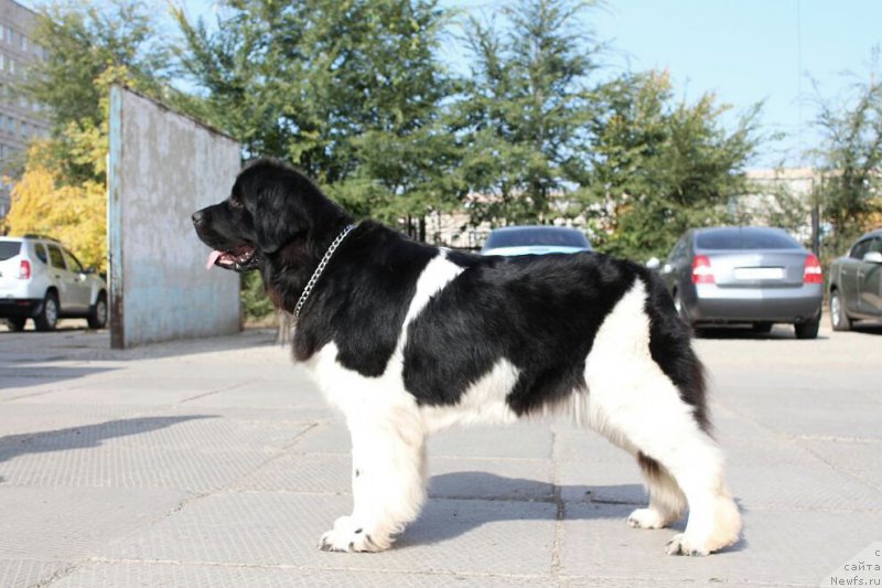 Фото: ньюфаундленд Кипер Соул Нью Стар (Keeper Soul New Star)