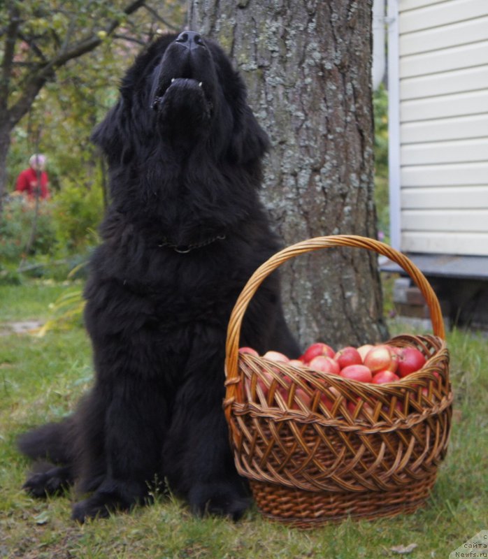 Фото: ньюфаундленд Skippers Only You for Smigar