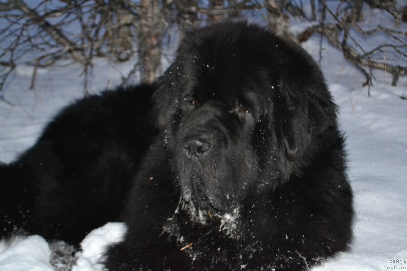 Фото: ньюфаундленд Бегущая по Волнам Зеро Коол