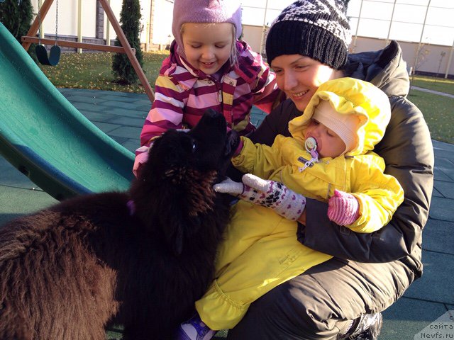 Фото: ньюфаундленд Арамис с Берега Дона (Aramis s Berega Dona)