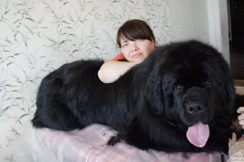 Фото: ньюфаундленд Риф из Племени Кедра