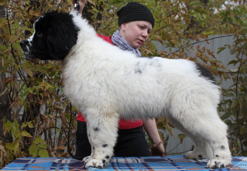 Фотография № 166015