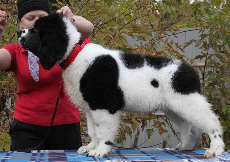 Фотография № 166018