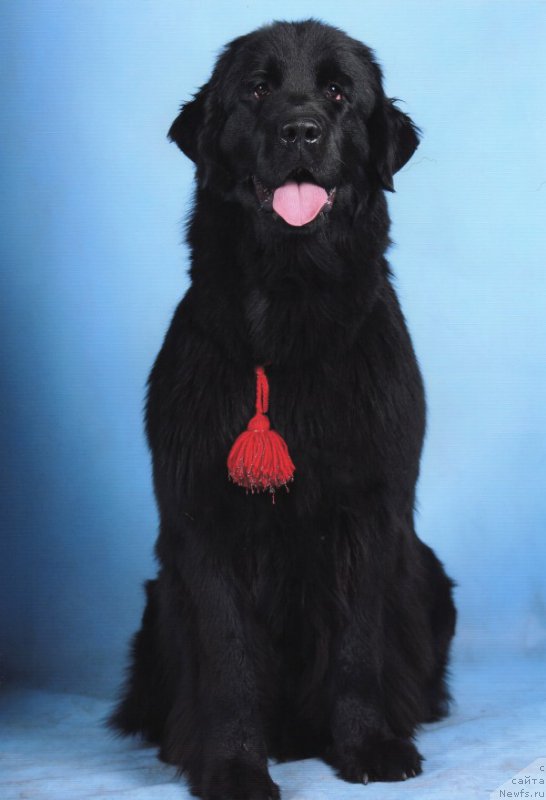 Фото: ньюфаундленд Эволюция из Антаграда