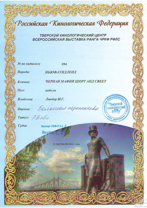Фото: ньюфаундленд Черная Мафия Шорт анд Свеет (Chernaya Mafia Short and Sweet)