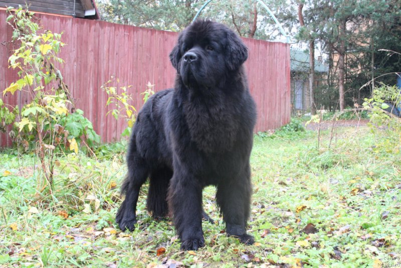 Фото: ньюфаундленд Черная Мафия Муст Хаве (Chernaya Mafia Must Have)