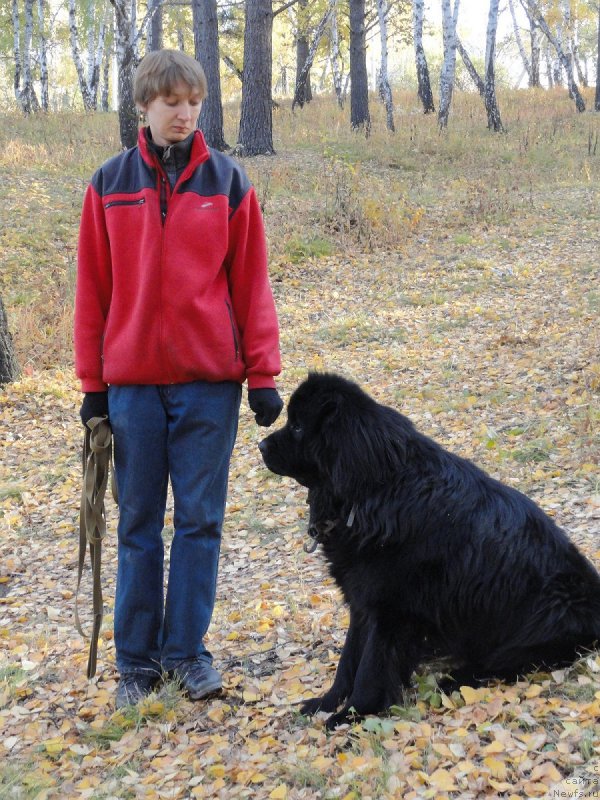 Фото: ньюфаундленд Блэк Даймонд из Аркаима