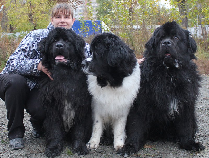Фото: ньюфаундленд Маг Исполин Лира Любви, ньюфаундленд Маг Исполин Инфанта (Mag Ispolin Infanta), ньюфаундленд Маг Исполин Лоэнгрин, и Лена