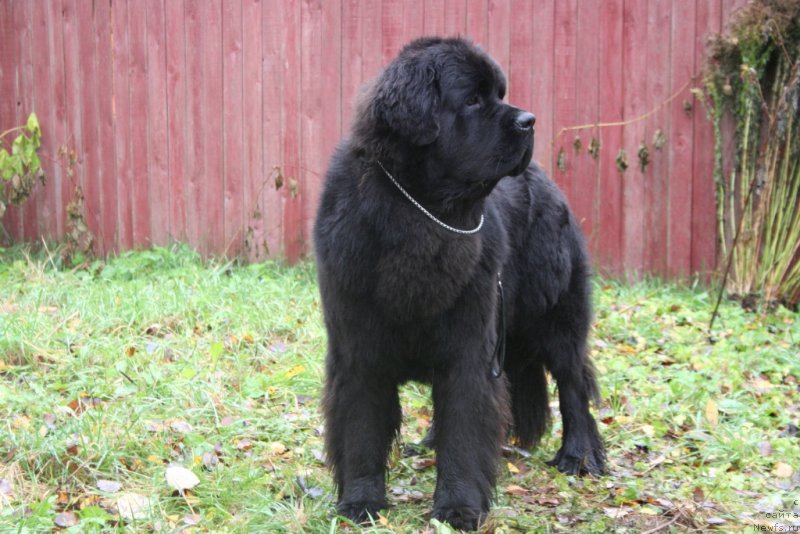 Фото: ньюфаундленд Черная Мафия Муст Хаве (Chernaya Mafia Must Have)