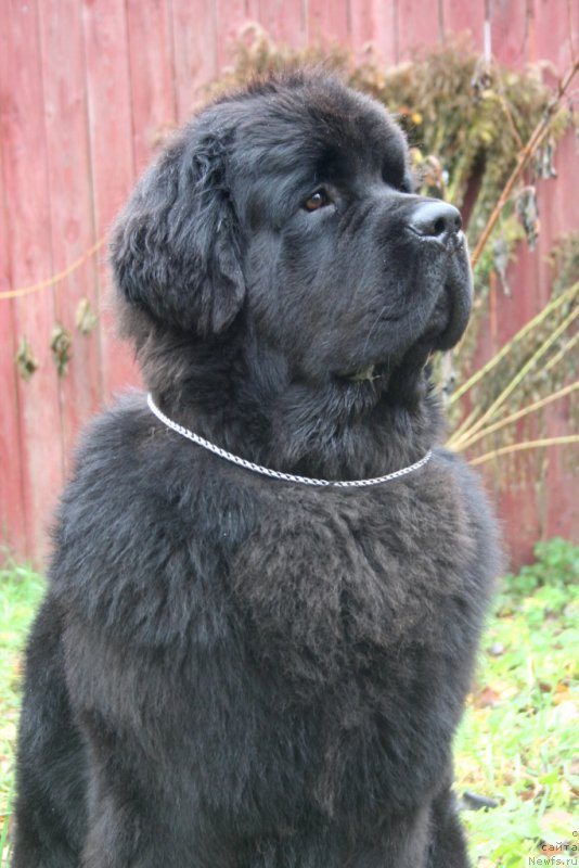 Фото: ньюфаундленд Черная Мафия Муст Хаве (Chernaya Mafia Must Have)