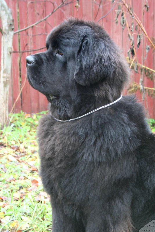 Фото: ньюфаундленд Черная Мафия Муст Хаве (Chernaya Mafia Must Have)