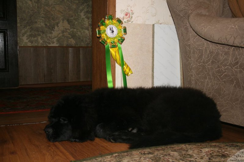 Фото: ньюфаундленд Черная Мафия Шорт анд Свеет (Chernaya Mafia Short and Sweet)