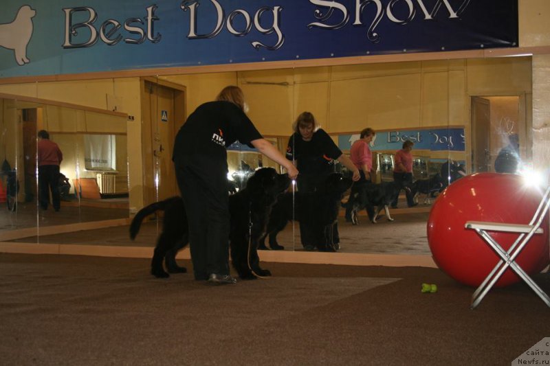 Фото: ньюфаундленд Черная Мафия Шорт анд Свеет (Chernaya Mafia Short and Sweet)