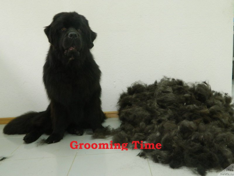 Фото: ньюфаундленд Цезарион Оливер Грей