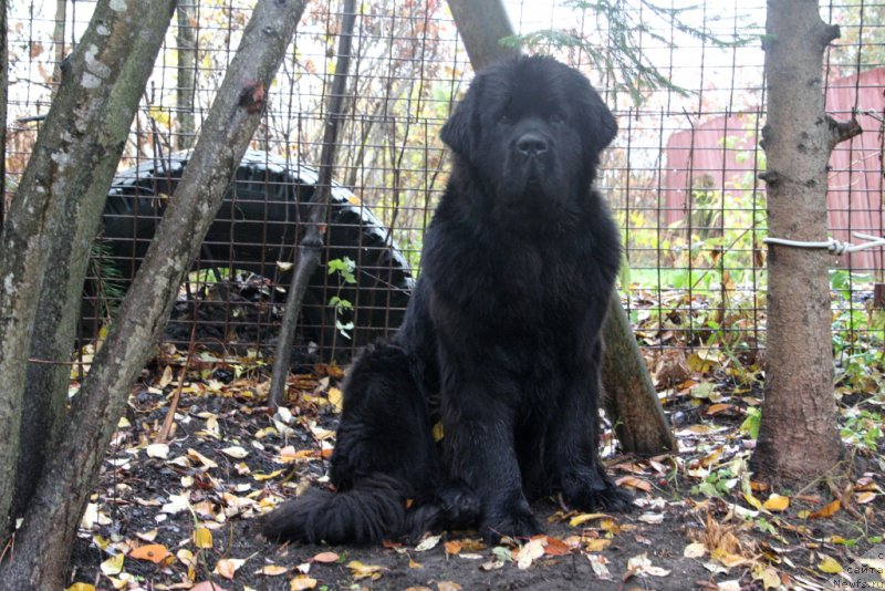 Фото: ньюфаундленд Черная Мафия Муст Хаве (Chernaya Mafia Must Have)