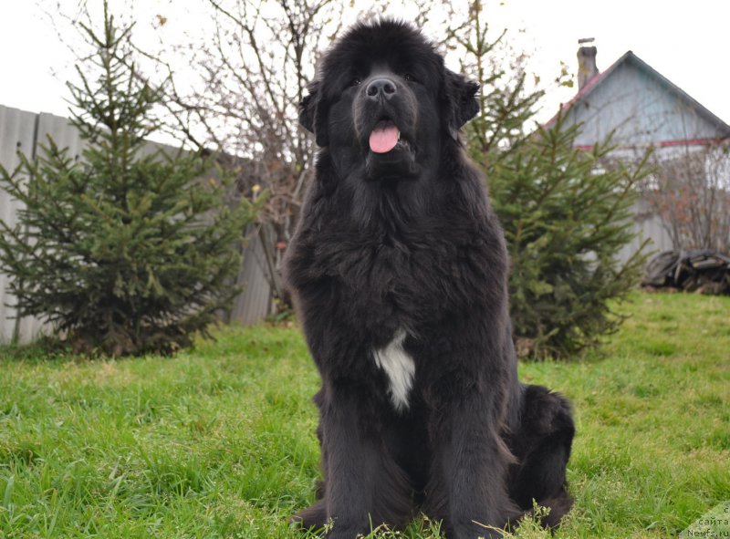 Фото: ньюфаундленд Талисман Моря Мишель