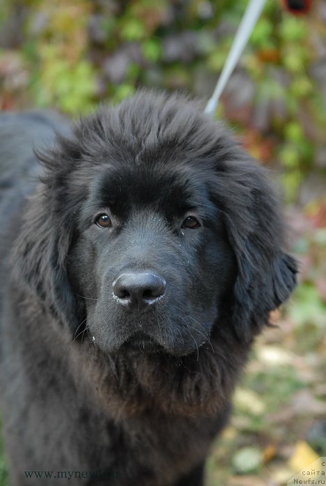 Фото: ньюфаундленд Сент Джонс Ларель Леоланда (Sent Djons Larel Leolanda)