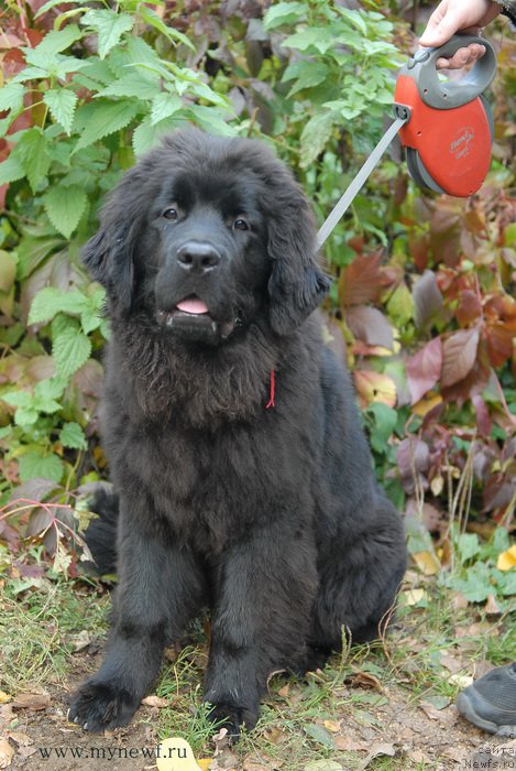 Фото: ньюфаундленд Сент Джонс Ларель Леоланда (Sent Djons Larel Leolanda)