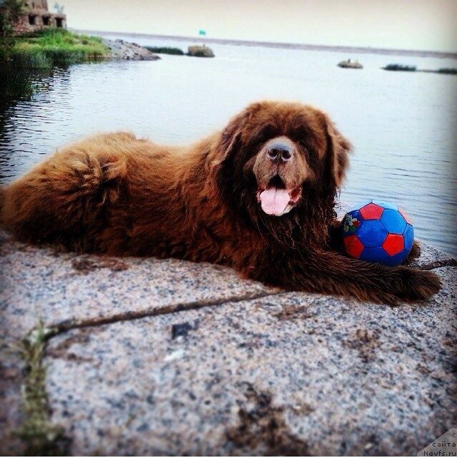 Фото: Айс, Кронштадт