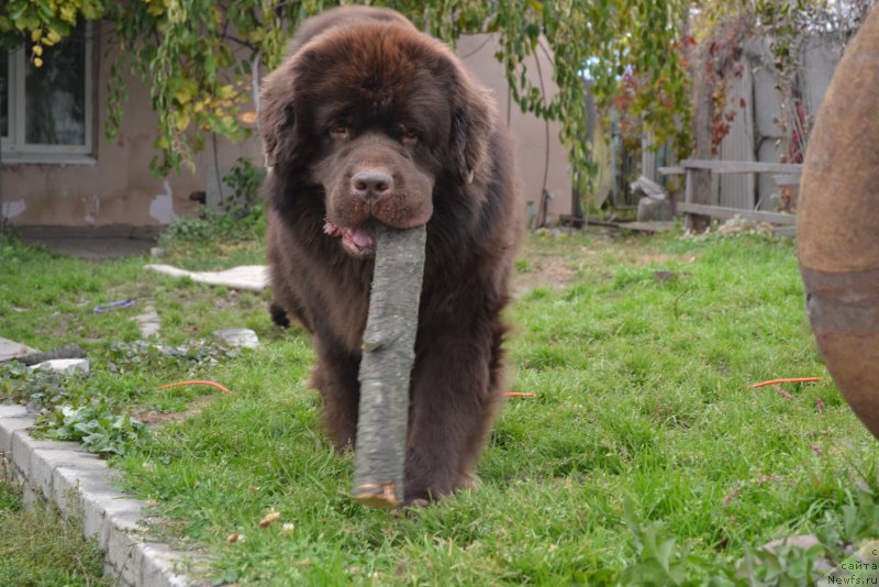 Фото: ньюфаундленд Акватория Келвин Риверданс (Aquatoriya Kelvin Riverdance)