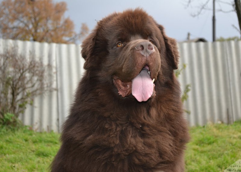 Фото: ньюфаундленд Акватория Келвин Риверданс (Aquatoriya Kelvin Riverdance)