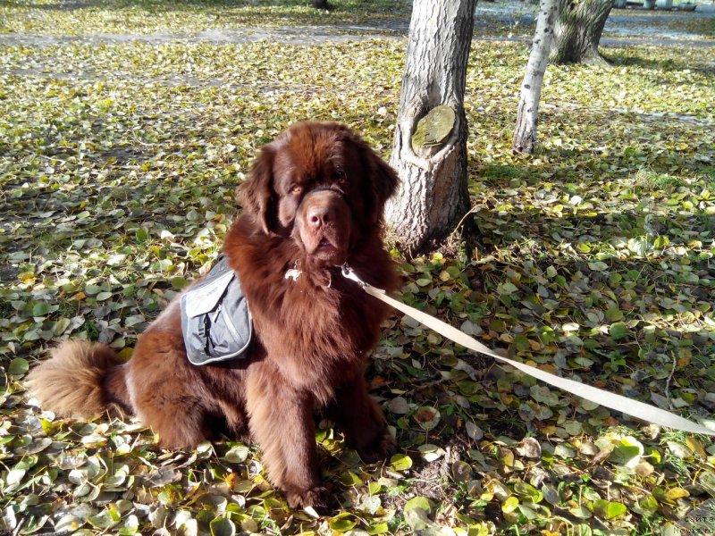 Фото: ньюфаундленд Хорунжий с Берега Дона (Horunzhy s Berega Dona)