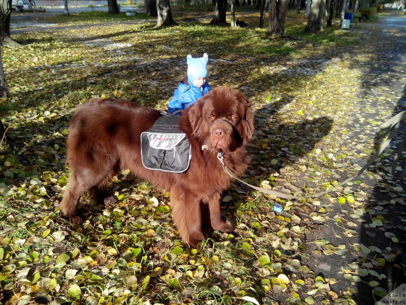 Фото: ньюфаундленд Хорунжий с Берега Дона (Horunzhy s Berega Dona)