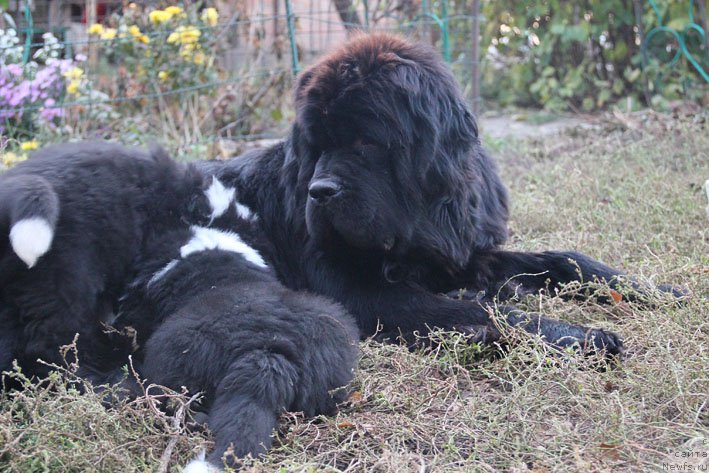 Фото: ньюфаундленд Звездный Дар Афина для Берега Дона (Zvezdnij Dar Afina dlja Berega Dona)