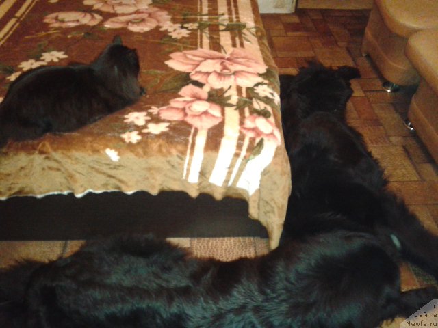 Фото: ньюфаундленд Супер Премиум Мерлин Монро, ньюфаундленд Несси Блэк с  Лесной Заимки, Бобрик