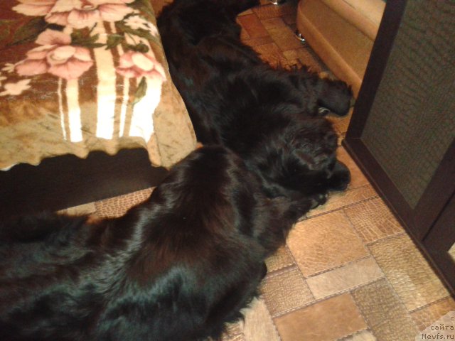 Фото: ньюфаундленд Супер Премиум Мерлин Монро, ньюфаундленд Несси Блэк с  Лесной Заимки