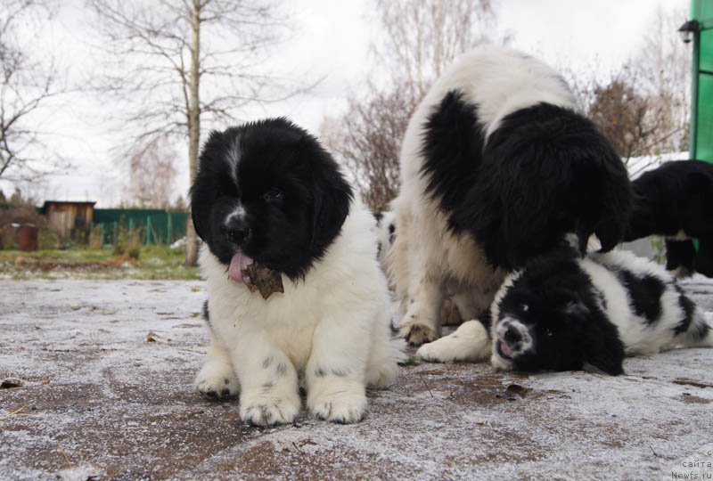 Фото: ньюфаундленд Супер Премиум Женева (Super Premium Zheneva), ньюфаундленд Супер Бизон Мурсиелага, ньюфаундленд Супер Бизон Малина