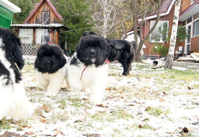 Фото: ньюфаундленд Супер Бизон Мелодия, ньюфаундленд Супер Бизон Матильда