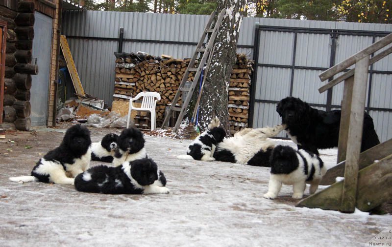 Фото: ньюфаундленд Супер Бизон Майбах, ньюфаундленд Супер Бизон Маэстро (Super Bizon Maestro), ньюфаундленд Супер Бизон Мирослава, ньюфаундленд Супер Бизон Малина, ньюфаундленд Супер Бизон Матильда, ньюфаундленд Супер Бизон Мурсиелага, ньюфаундленд Супер Бизон Мелодия