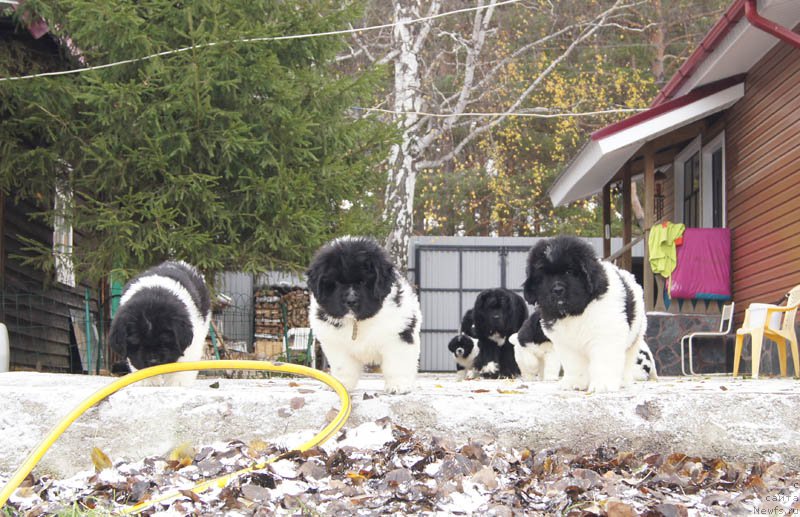 Фотография № 166183