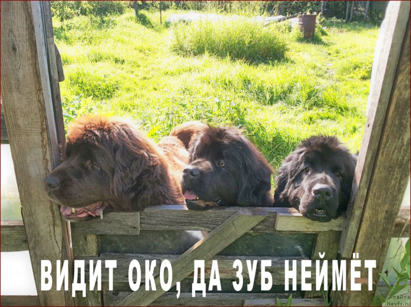 Фотография № 166187