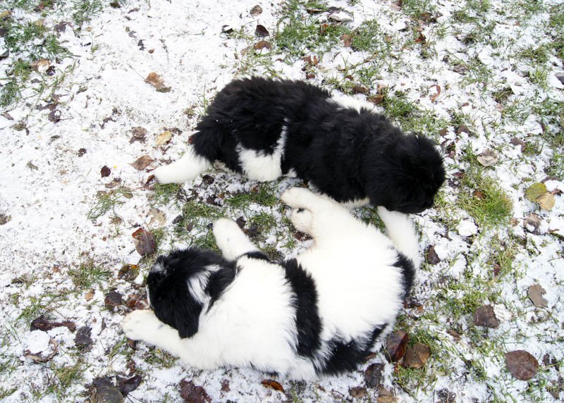 Фото: ньюфаундленд Супер Бизон Мурсиелага, ньюфаундленд Супер Бизон Майбах