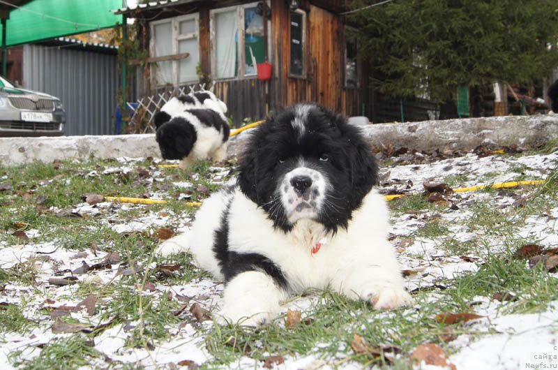 Фото: ньюфаундленд Супер Бизон Мурсиелага
