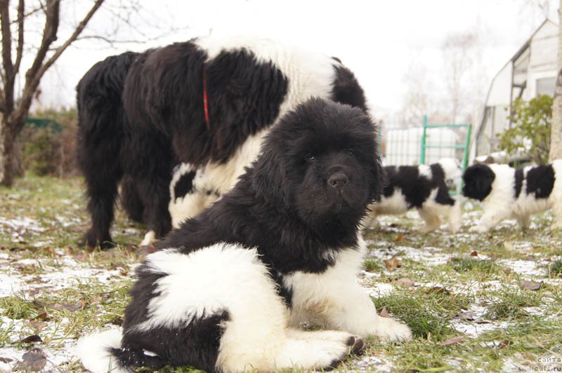 Фото: ньюфаундленд Супер Бизон Майбах